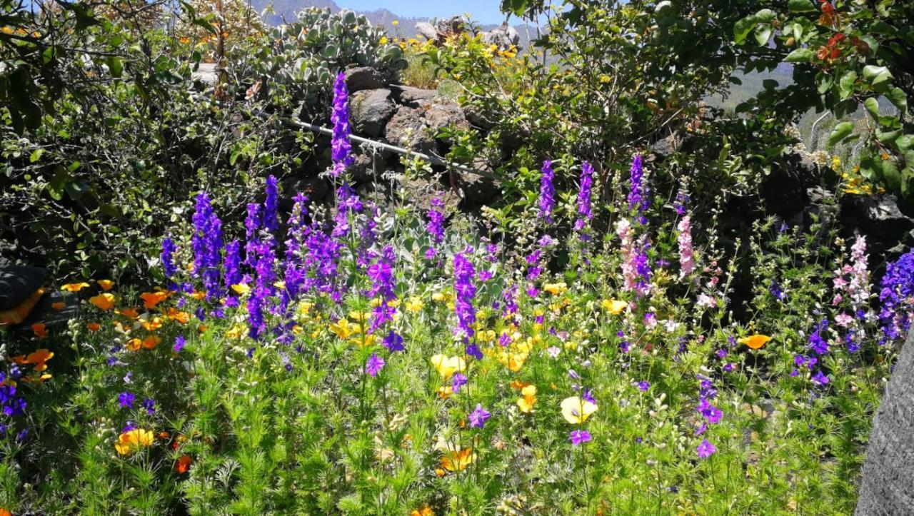 Finca Primavera El Paso Ngoại thất bức ảnh